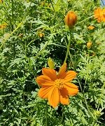 ウオーキングダイエット