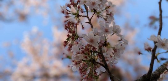 ＃柳瀬川 ＃桜街道